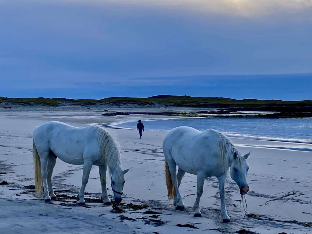 two white horses on a beach sunrise, therapy for dementia